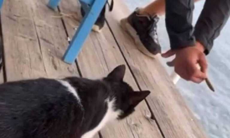 Αιδηψός: Παρέμβαση Ντογιάκου μετά την αθώωση του 30χρονου που κλώτσησε την γάτα