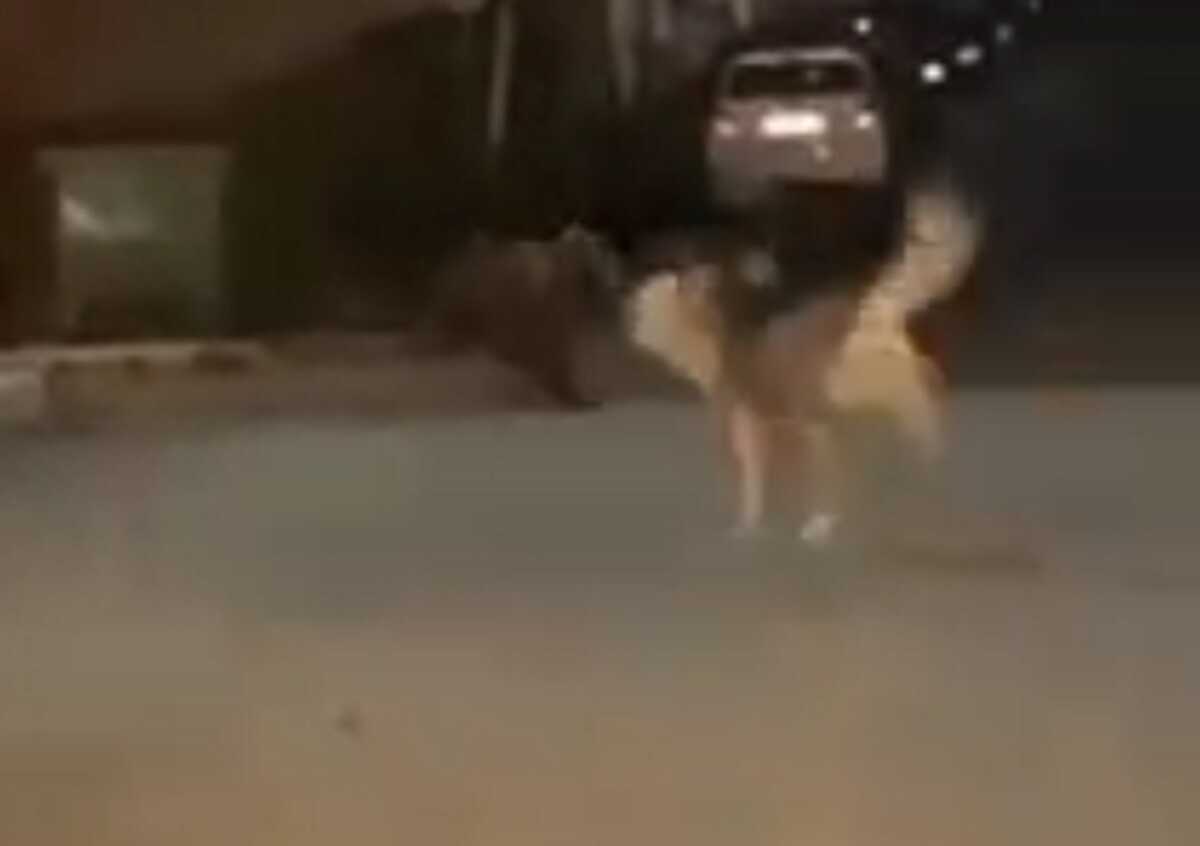 Φλώρινα: Βίντεο ντοκουμέντο με σκυλιά να κυνηγούν μια αρκούδα σε κατοικημένη περιοχή της πόλης