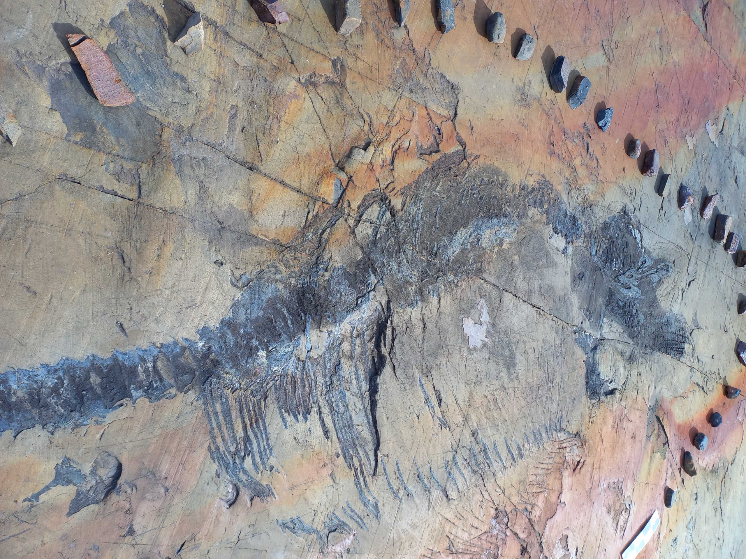 The first fossil of a four-meter Ichthyosaur is pictured after recovered by Paleontologists of the GAIA Antarctic Research Center of the University of Magallanes at Tyndall Glacier area in the Chilean Patagonia in Magallanes, Chile, March 23, 2022. Picture taken March 23, 2022. GAIA Antarctic Research Center University of Magallanes