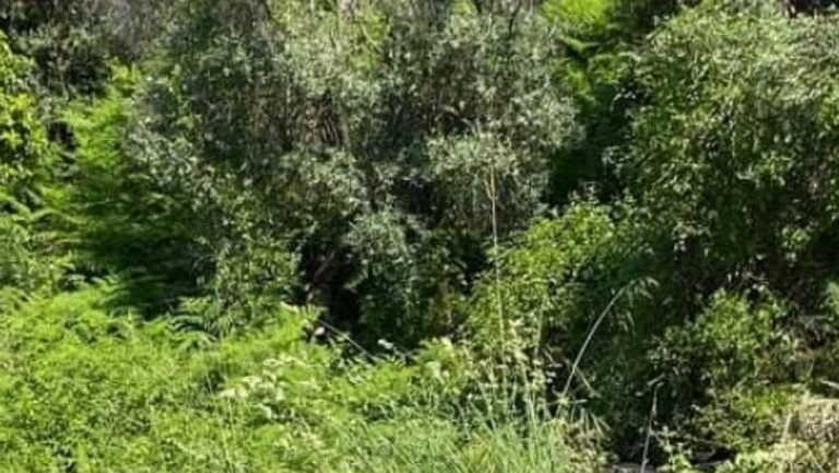 Δασικοί χάρτες: Παράταση έως τις 15 Ιουλίου για την υποβολή αντιρρήσεων