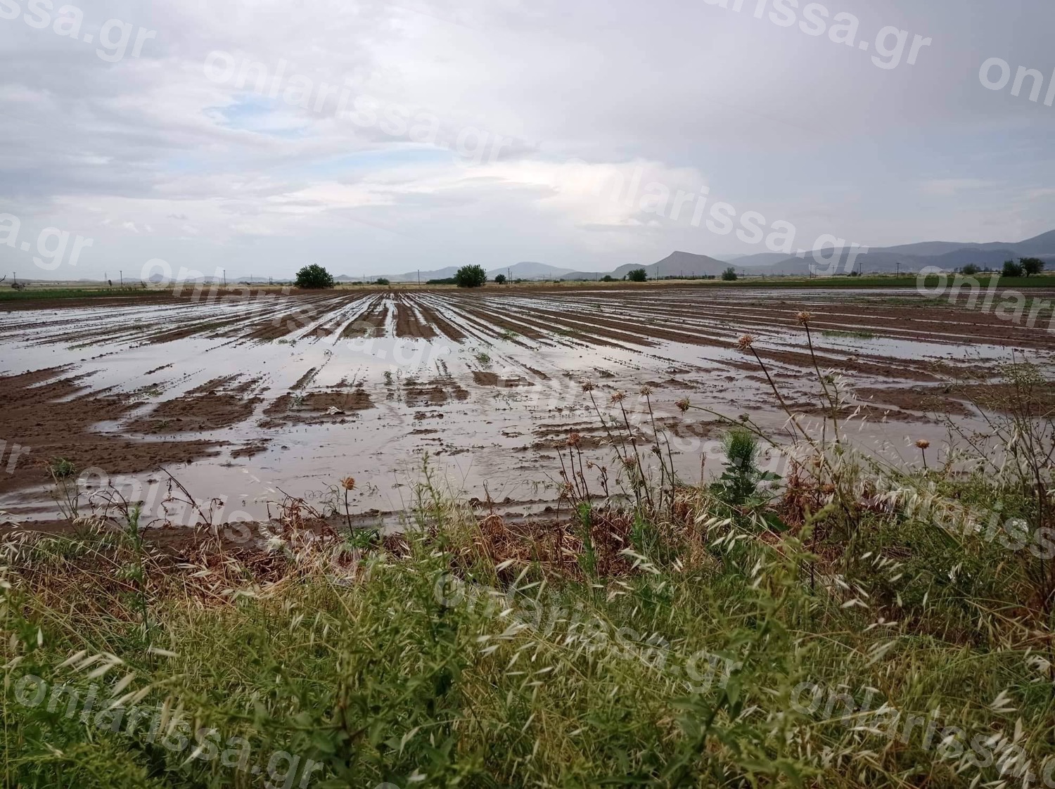 Φάρσαλα: Χαλαζόπτωση ισοπέδωσε χιλιάδες στρέμματα – Ξεσπάσματα πάνω από τις εικόνες καταστροφής