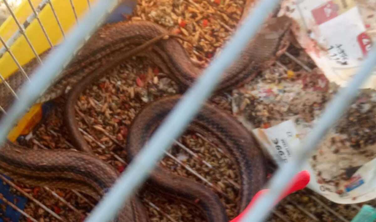 Πρέβεζα: Φίδι μπήκε μέσα σε αυτό το κλουβί και έφαγε 16 καναρίνια – Σε σοκ από τις εικόνες η ιδιοκτήτρια