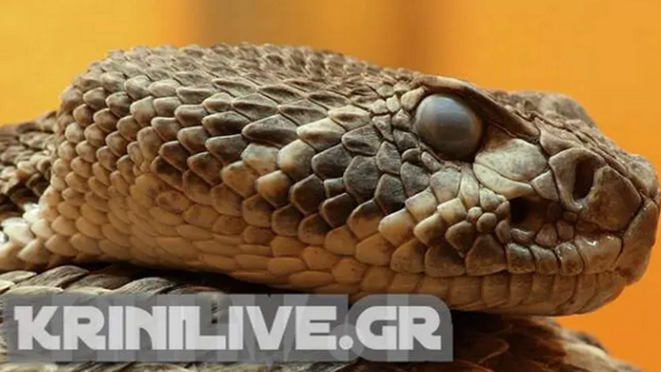 Τρίκαλα: Αυτό είναι το φίδι που προκάλεσε πανικό σε νηπιαγωγείο – Δείτε πού κρύφτηκε η οχιά