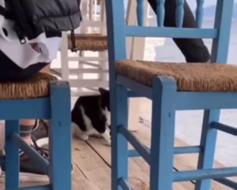 Αποτροπιασμός και οργή: Άνδρας σε ταβέρνα δελέασε γάτα με φαγητό και την κλώτσησε στη θάλασσα - Σοκαριστικό βίντεο