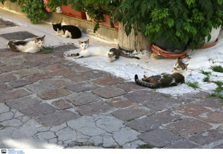 Φρίκη στη Θεσσαλονίκη - Τεμάχισαν νεογέννητα γατάκια και τα έβαλαν για φαγητό σε αδέσποτα