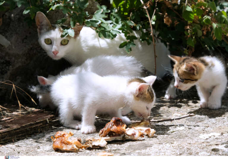 Φρίκη στην Κύπρο: Σκότωσαν γάτα με τα μικρά της και έγραψαν με το αίμα τους σε τοίχους σχολείου