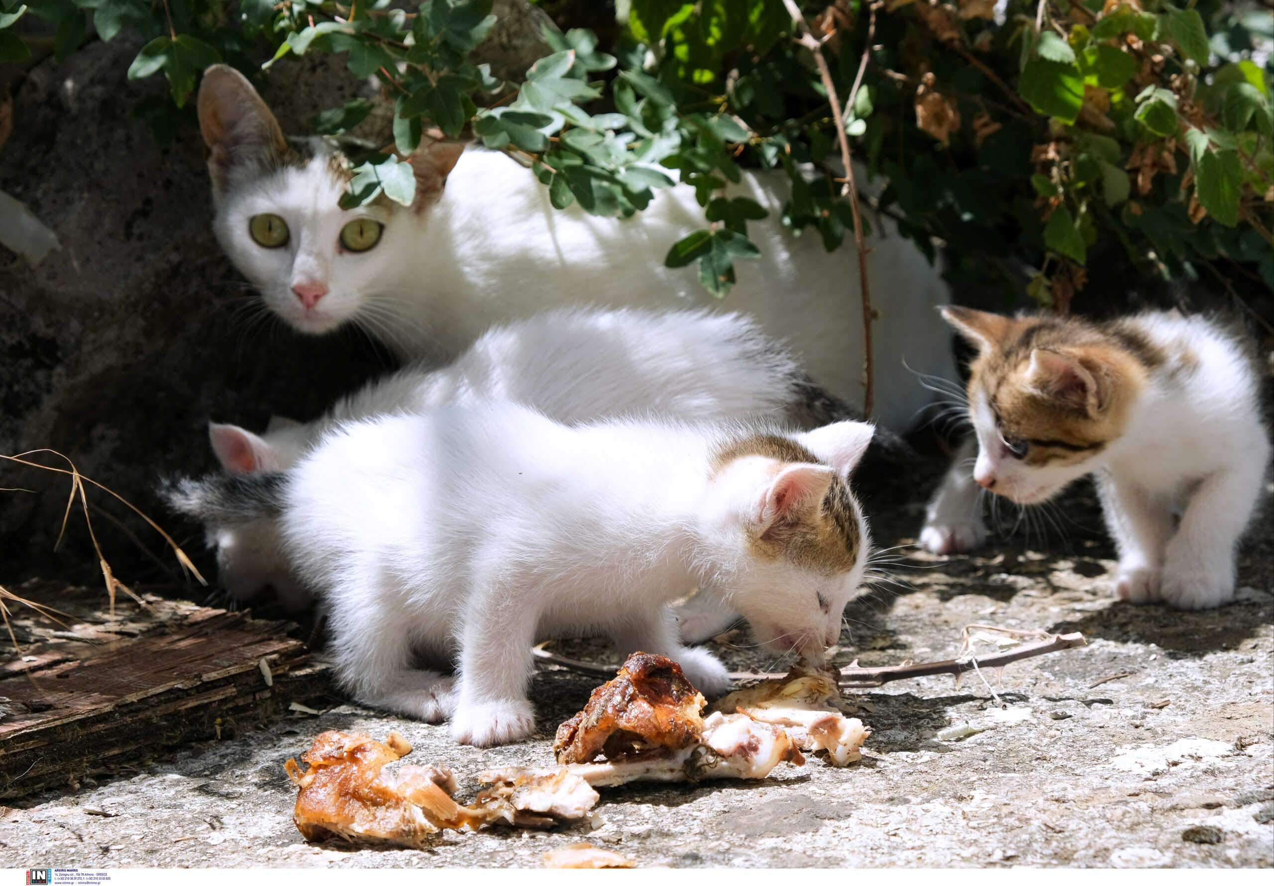 Κύπρος: Σκότωσαν γάτα με τα μικρά της και έγραψαν με το αίμα τους σε τοίχους