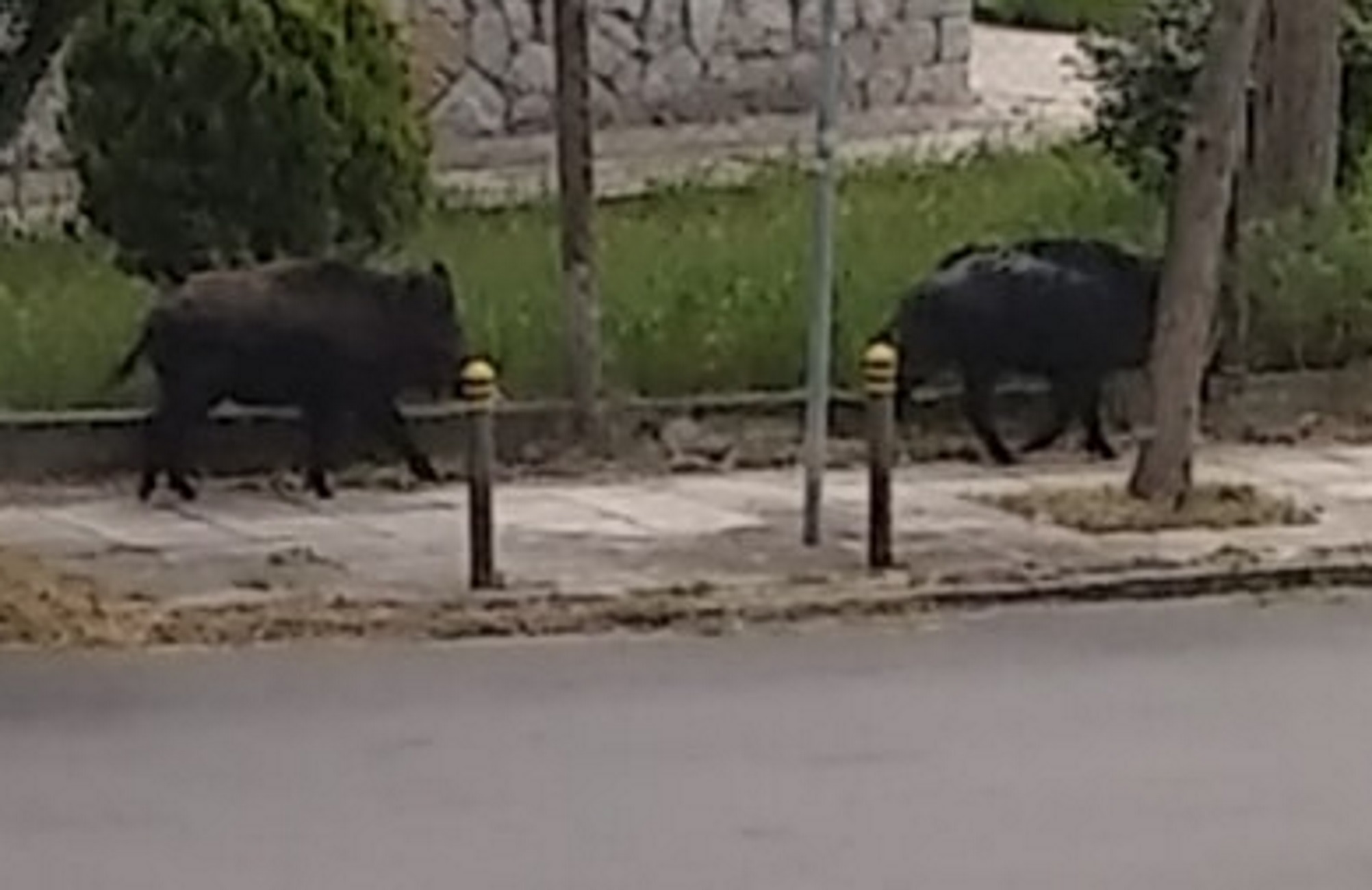 Θεσσαλονίκη: Βγήκε στο μπαλκόνι και είδε αυτά τα αγριογούρουνα κάτω από το σπίτι της, στην Καλαμαριά
