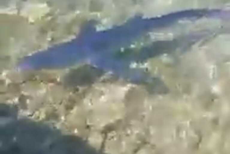Αιτωλοακαρνανία: Ένας γαλάζιος καρχαρίας μπροστά στα μάτια τους – Πώς βρέθηκε στα ρηχά του Μύτικα