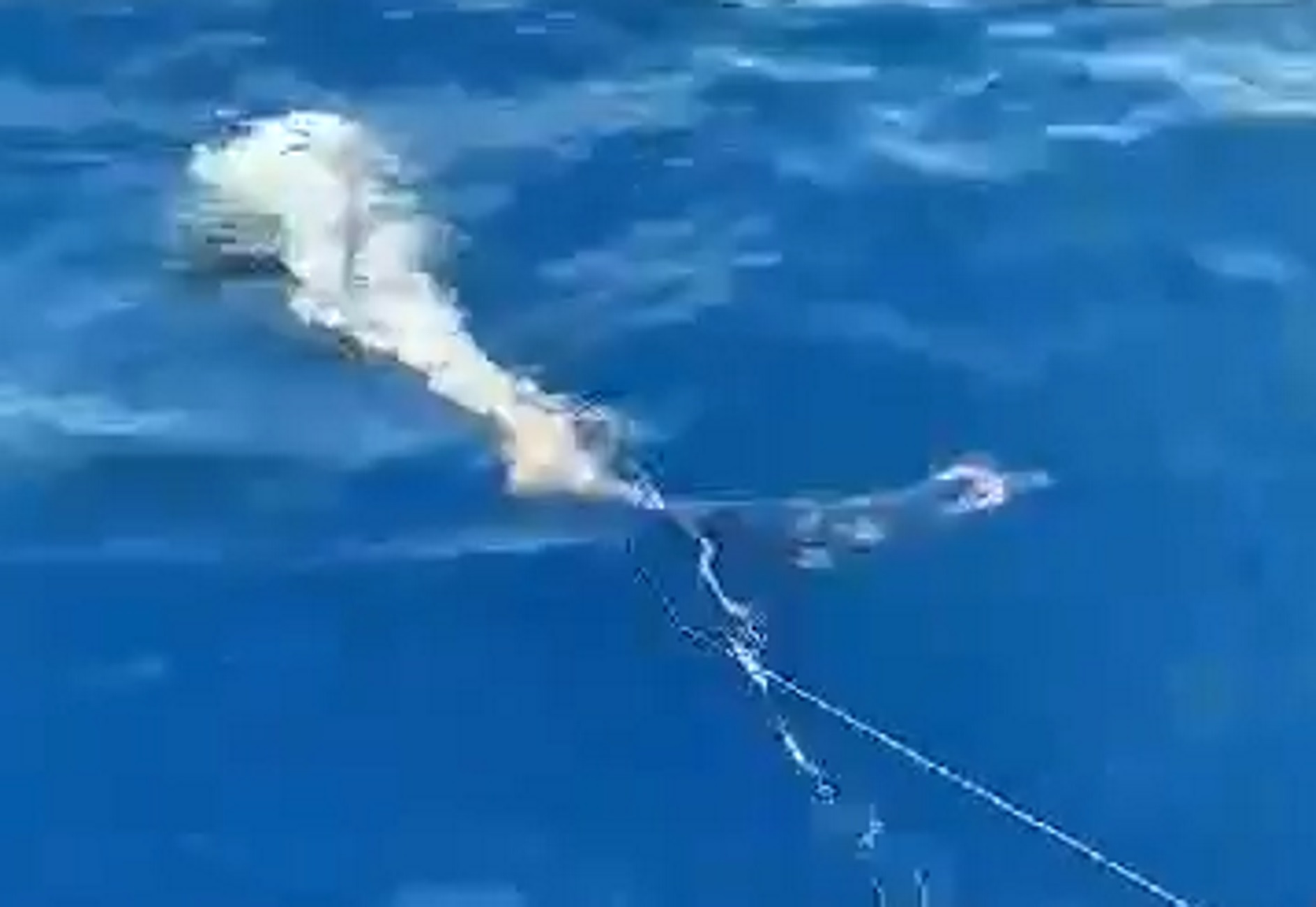 Χανιά: Η στιγμή που καρχαριάς 200 κιλών πιάνεται στο αγκίστρι ψαρά – Τι βρέθηκε μέσα στο στόμα του