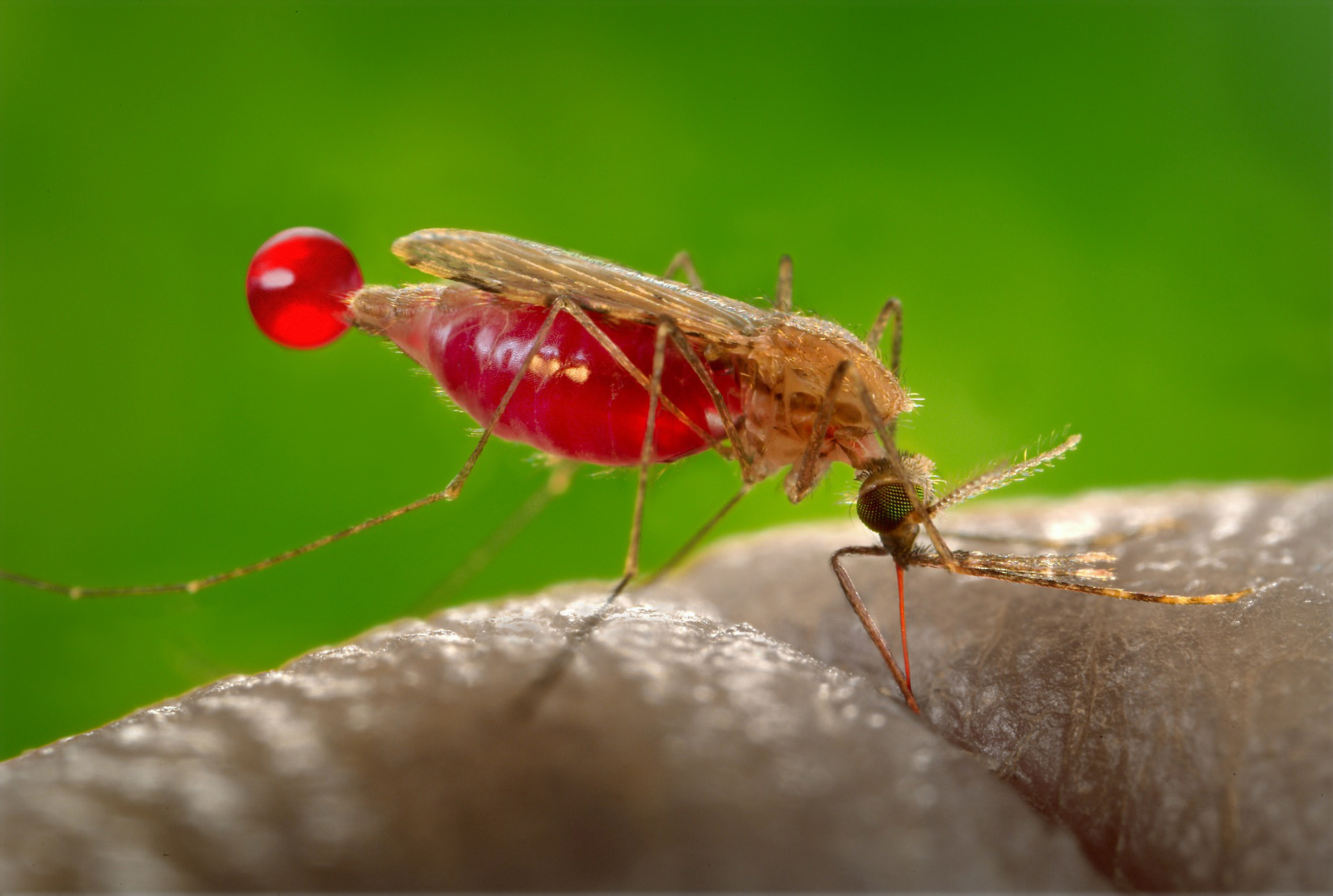 Επιστήμονες έφτιαξαν κουνούπια που δε μεταδίδουν την ελονοσία – Ελληνοκύπριος ο επικεφαλής της έρευνας
