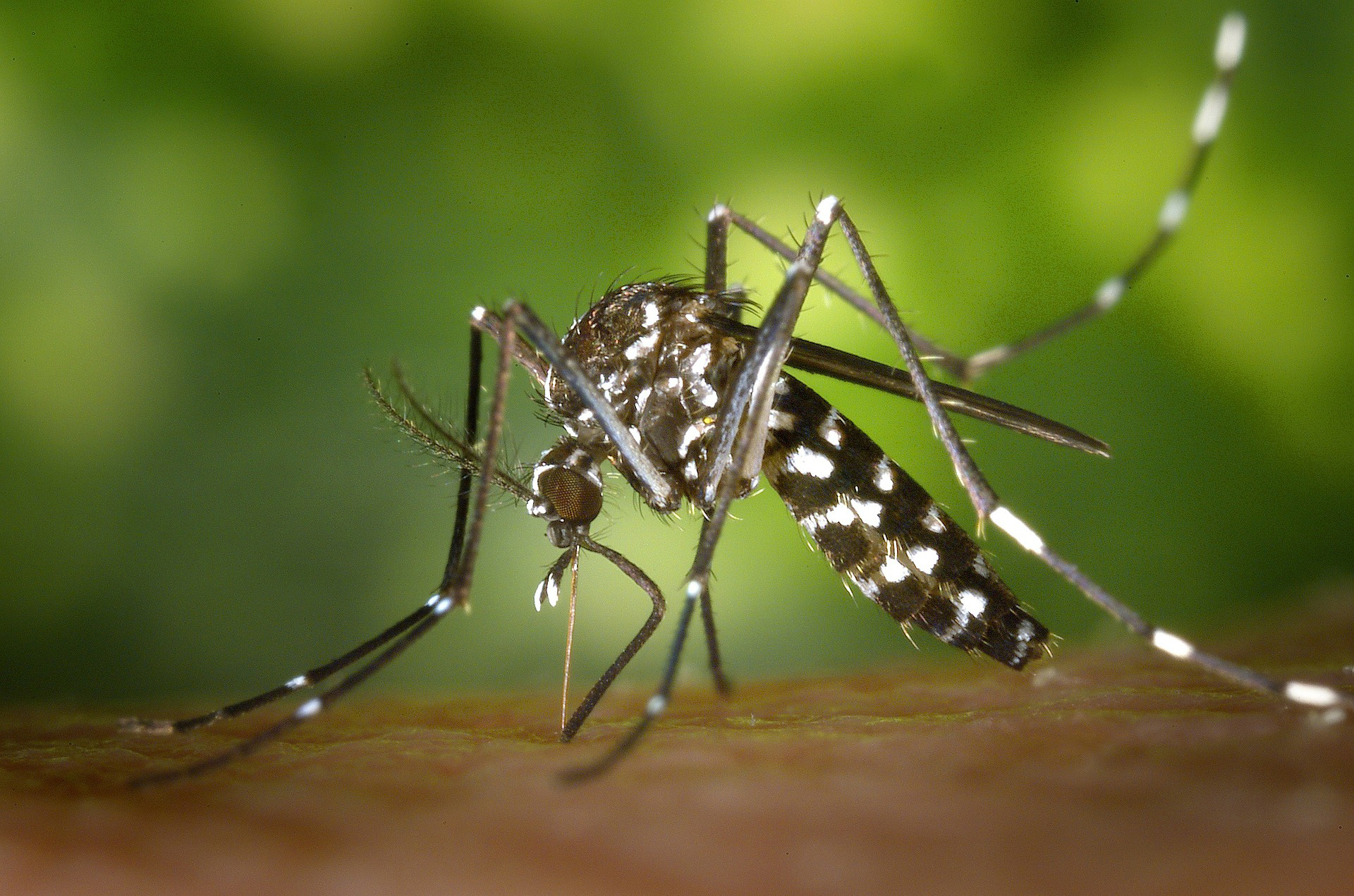 Τα κουνούπια φέτος θα αργήσουν να μας τσιμπήσουν – Που οφείλεται το φαινόμενο