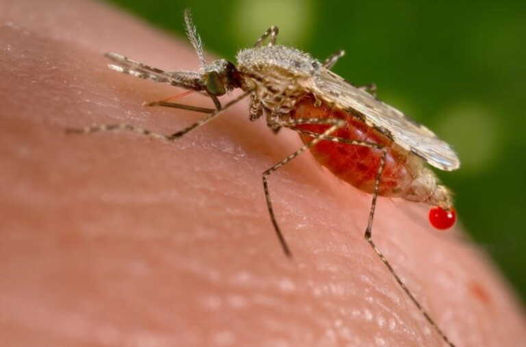 Αυξάνεται ο κίνδυνος εμφάνισης της ελονοσίας στην Ελλάδα έως το 2050 λόγω κλιματικής αλλαγής