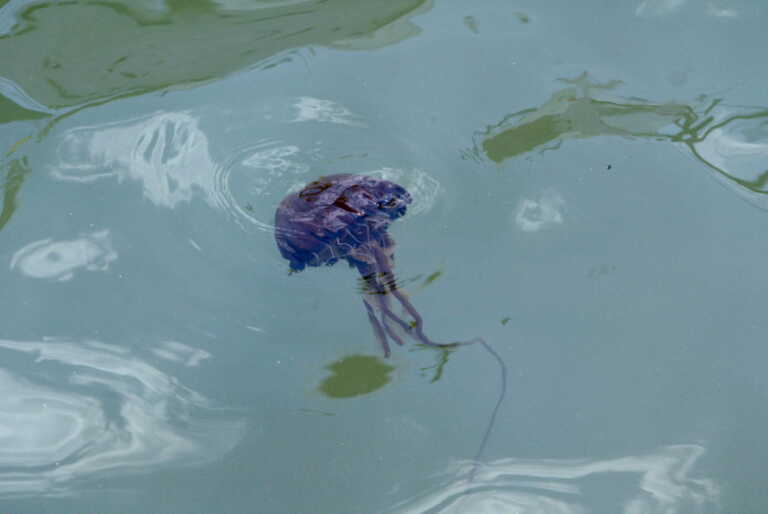 Με μωβ μέδουσες γεμίζουν οι θάλασσες της Ελλάδας – Τι να κάνετε αν σας τσιμπήσουν