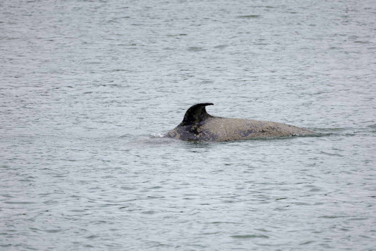 FILE PHOTO: An orca swims in the River Seine at Duclair in Normandy, after straying into the river from the sea and swimming from Le Havre to Rouen, France, May 26, 2022. REUTERS