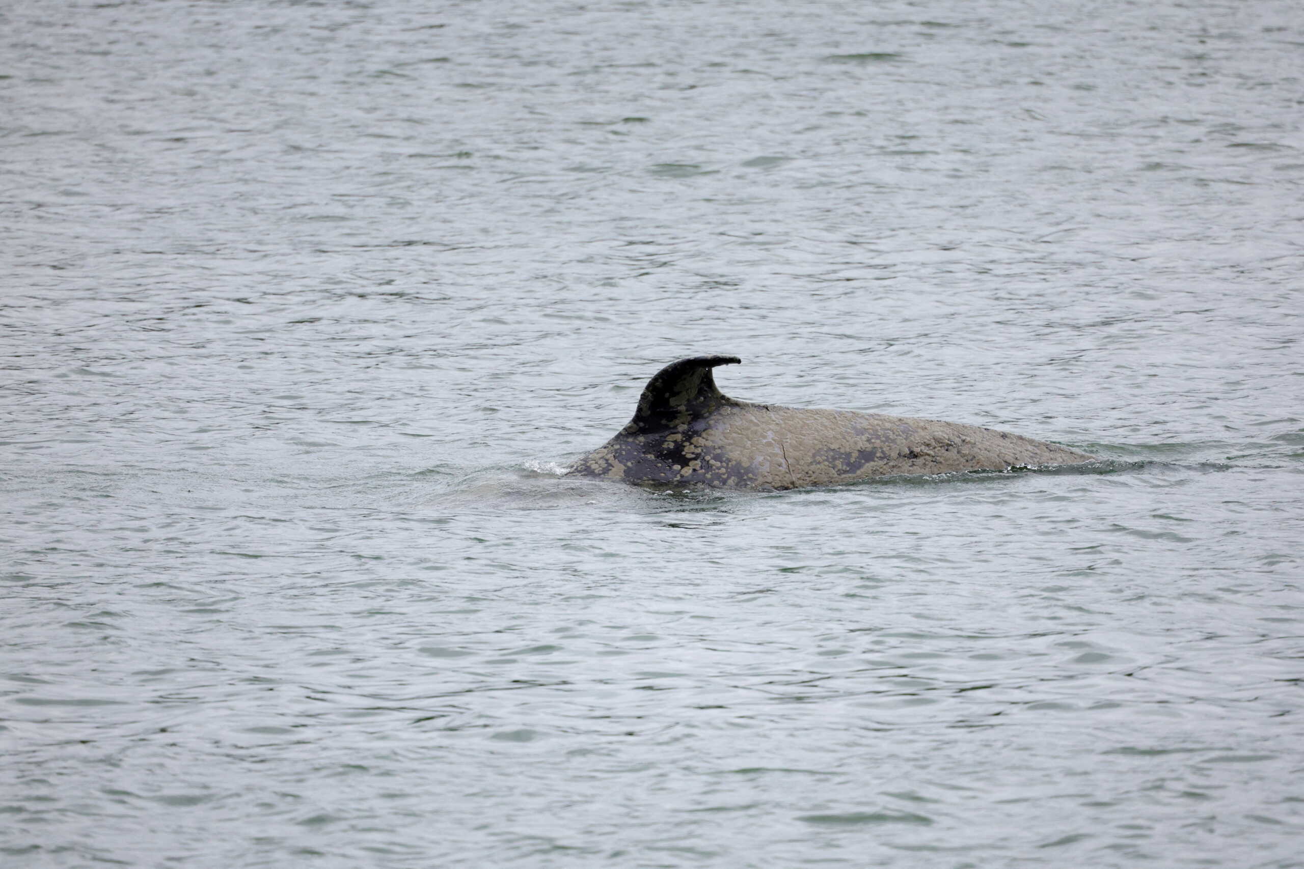 FILE PHOTO: An orca swims in the River Seine at Duclair in Normandy, after straying into the river from the sea and swimming from Le Havre to Rouen, France, May 26, 2022. REUTERS