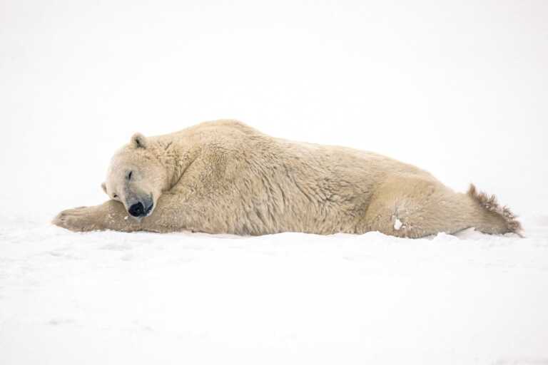 Μια πολική αρκούδα αγκαλιά στο χιόνι με τα κουτάβια της – Μοναδικές φωτογραφίες από τον βραβευμένο Paul Goldstein