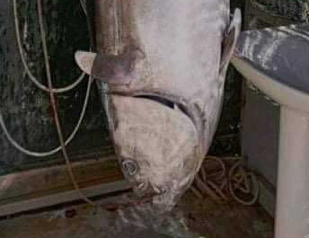 Εύβοια: Σήκωσε τα δίχτυα και είδε αυτό το ψάρι που ζύγιζε 60 ολόκληρα κιλά – Ανάρπαστο σε λίγα λεπτά
