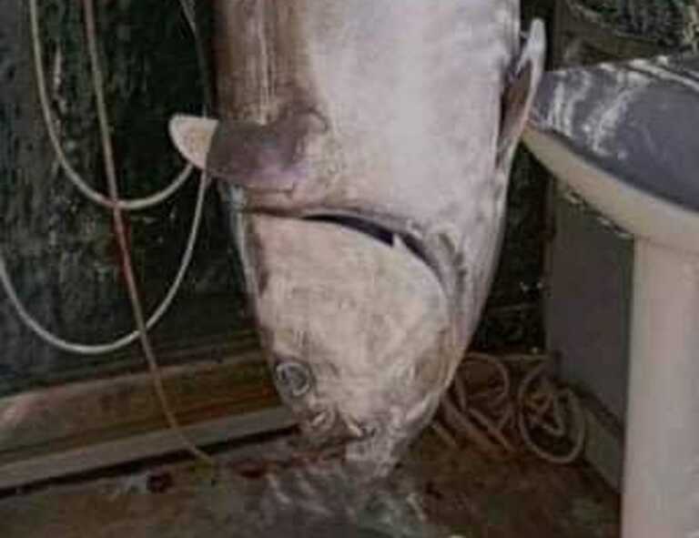Εύβοια: Σήκωσε τα δίχτυα και είδε αυτό το ψάρι που ζύγιζε 60 ολόκληρα κιλά – Ανάρπαστο σε λίγα λεπτά