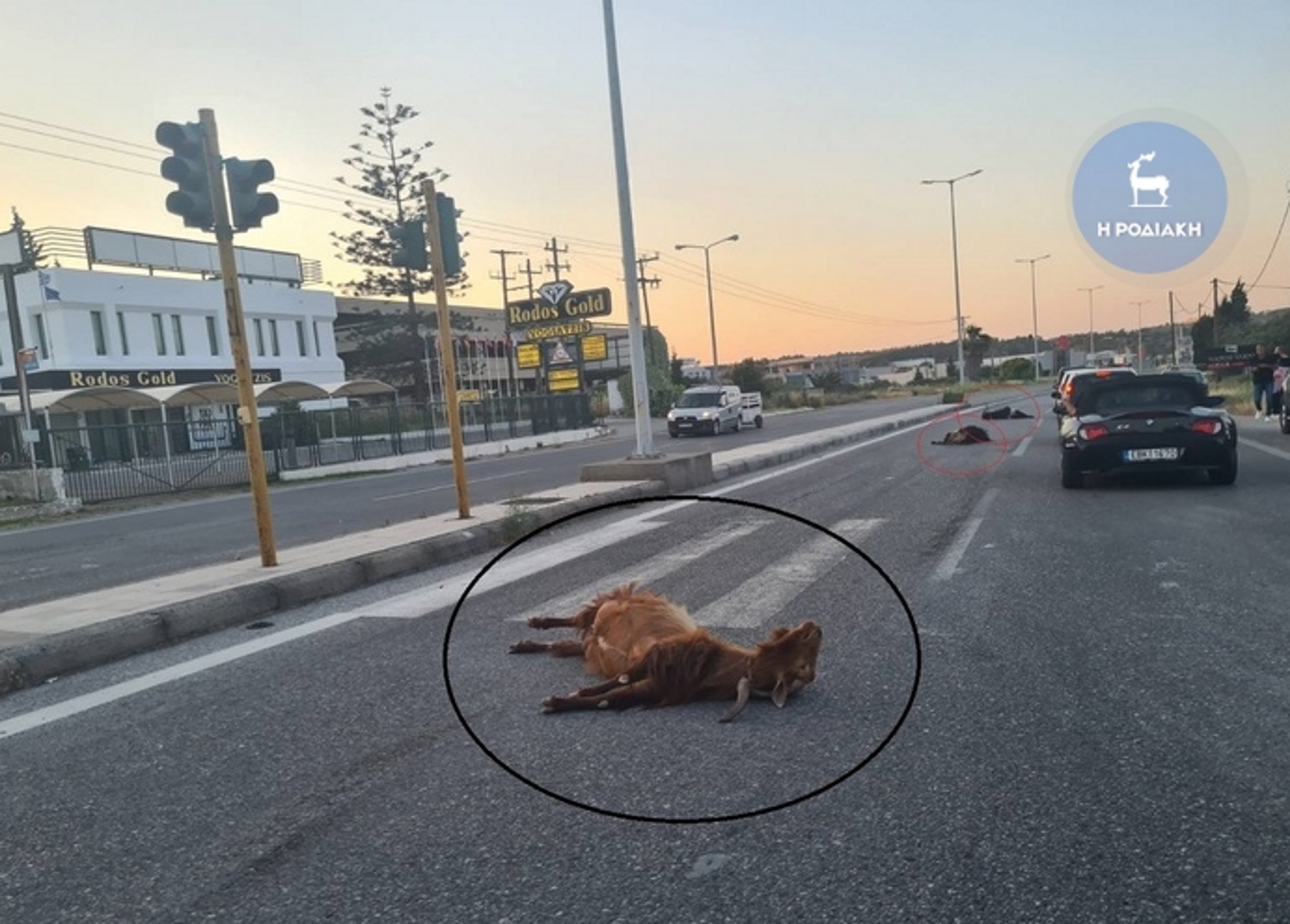 Ρόδος: Ταξί «θέρισε» κοπάδι από πρόβατα σε τροχαίο – Ανατριχιαστικές εικόνες στην εθνική οδό του νησιού