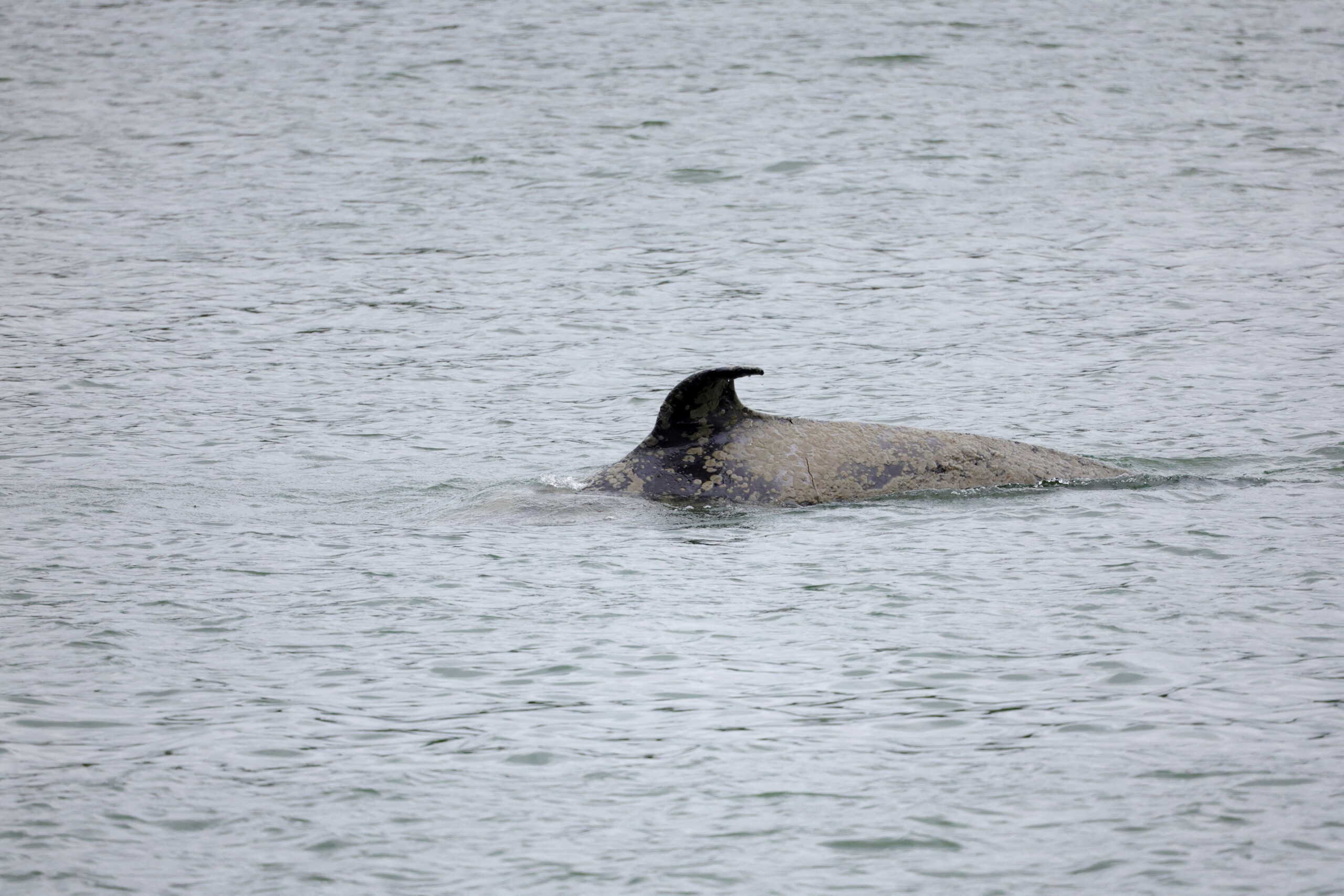Παρίσι: Εμφανίστηκε… φάλαινα στον Σηκουάνα – Μεγάλη επιχείρηση να διασωθεί