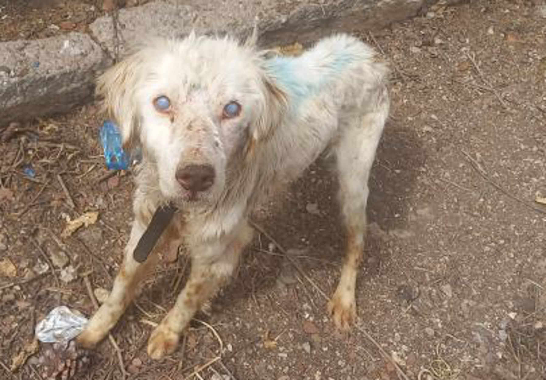 Φθιώτιδα: Είχαν για χρόνια αλυσοδεμένο τυφλό σκύλο – Εικόνες ντροπή