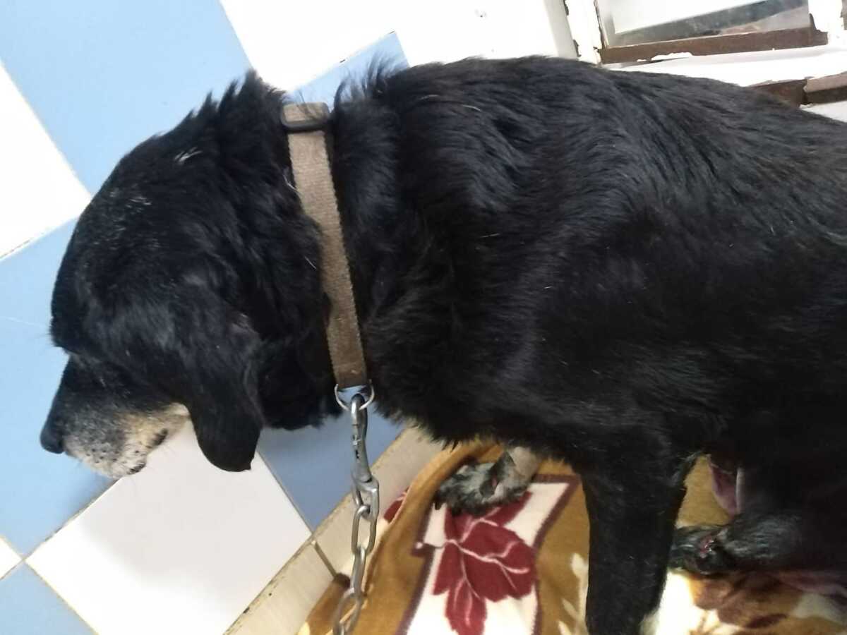Λάρισα: Κτηνωδία με δεμένο σκύλο σε προφυλακτήρα φορτηγού