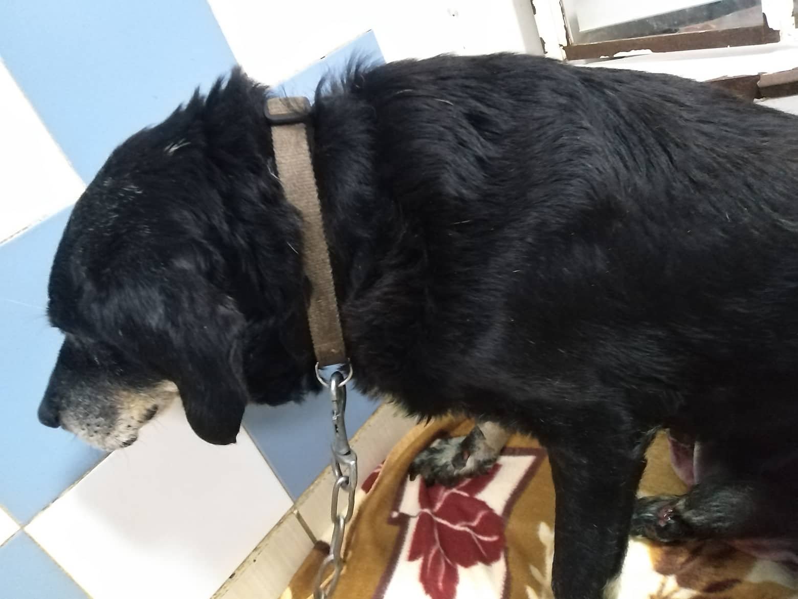 Χανιά: Οργή για τη νέα κτηνωδία – Έδεσε τον σκύλο σε προφυλακτήρα αυτοκινήτου και τον έσερνε για ώρα