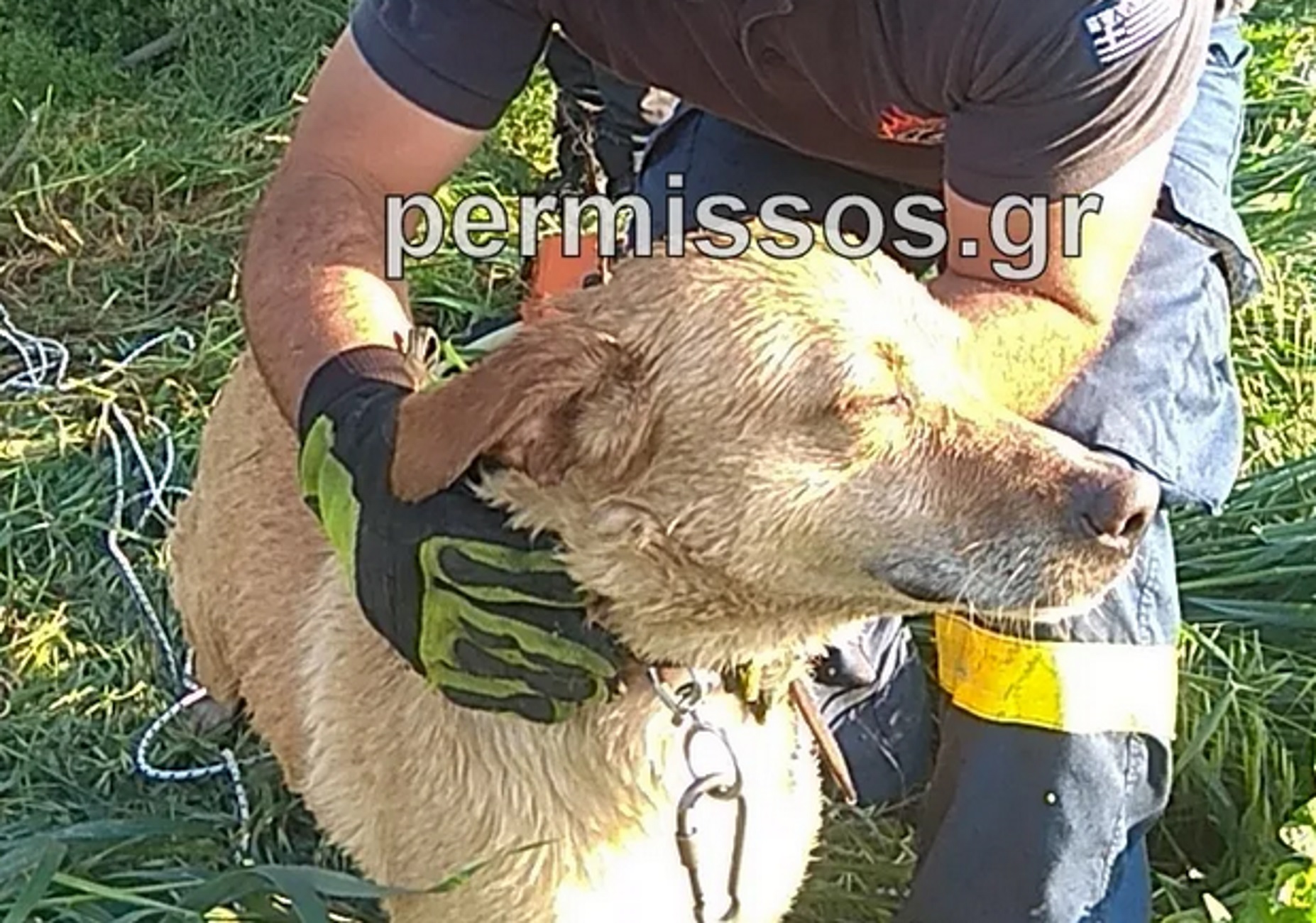 Λιβαδειά: Συγκίνησε τους διασώστες ο σκύλος που έπεσε σε πηγάδι – Η στιγμή που του έχουν σώσει τη ζωή