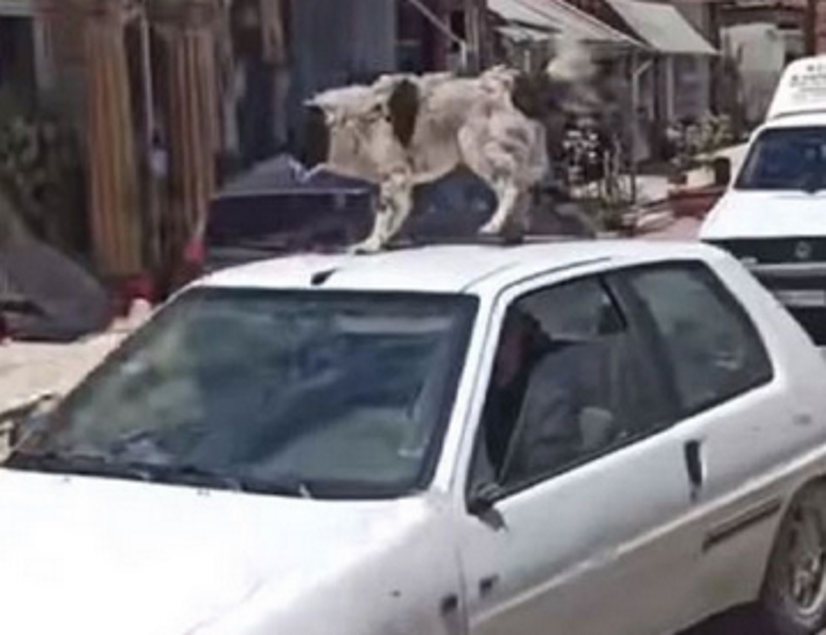 Καρδίτσα: Έπιασαν τον οδηγό που ανέβασε σκύλο στην οροφή εν κινήσει αυτοκινήτου – Οργή για το βίντεο