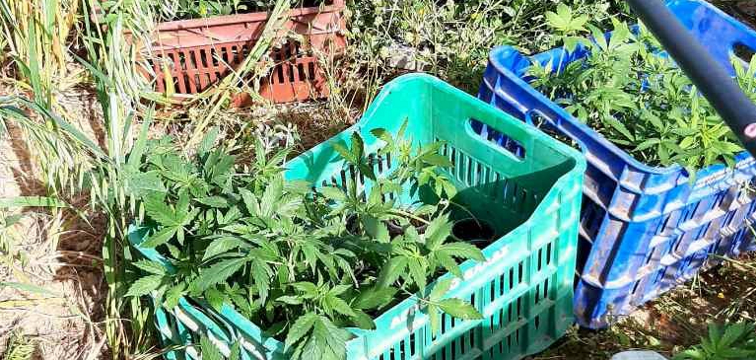 Ιεράπετρα: Στο θερμοκήπιό της καλλιεργούσε 70 δενδρύλλια χασίς – Μία σύλληψη