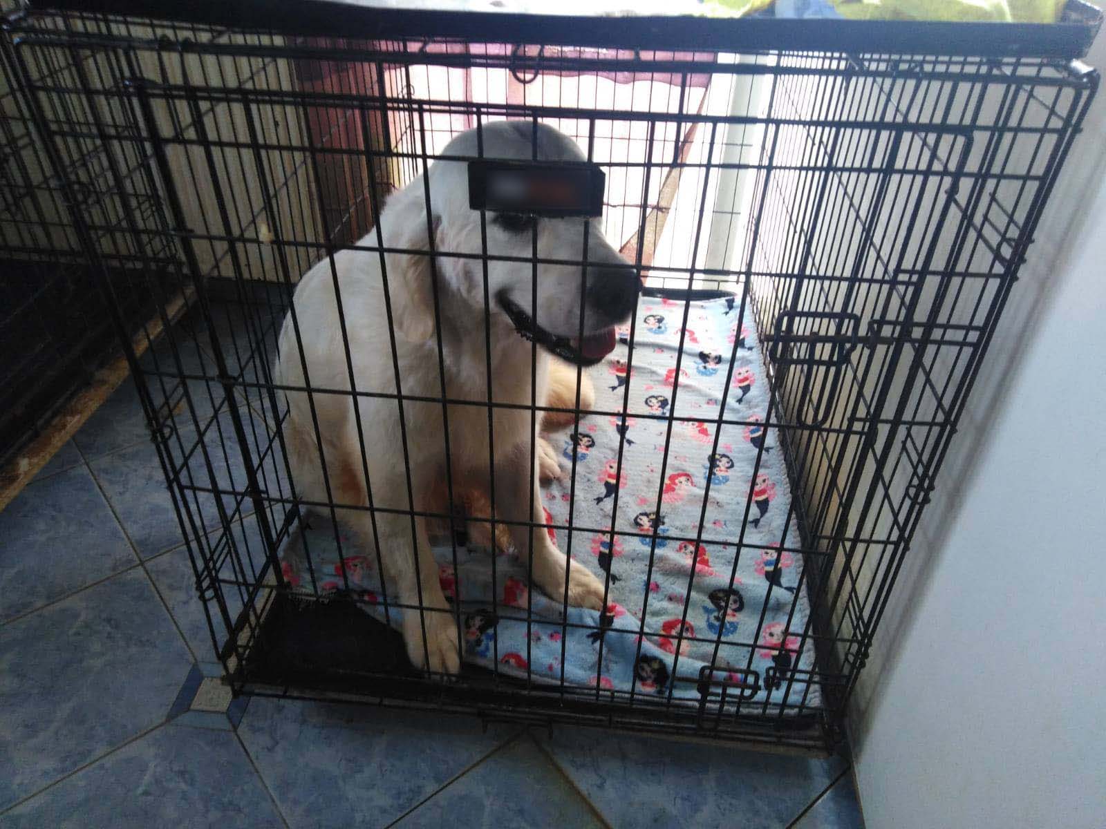 Θεσσαλονίκη: Στο αυτόφωρο η 60χρονη που κρατούσε 16 σκυλιά σε άθλιες συνθήκες στο σπίτι της