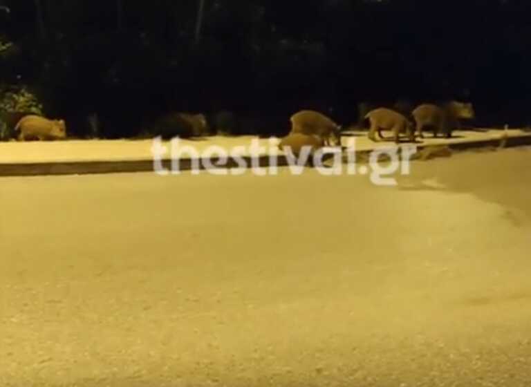 Θεσσαλονίκη: Μεγάλο κοπάδι από αγριογούρουνα έκανε κατάληψη σε δρόμο στο Ρετζίκι – Δείτε βίντεο