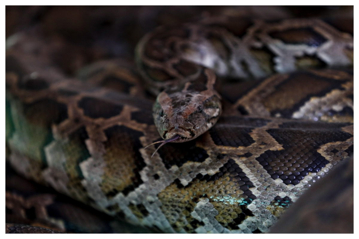 Πύθωνας 98 κιλών το βαρύτερο φίδι στον κόσμο – Εντοπίστηκε στην Φλόριντα