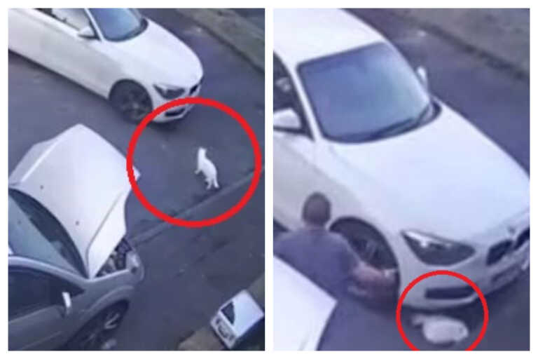 Απίστευτη κτηνωδία: Πάτησε γάτα με το αυτοκίνητο και γέλαγε μπροστά στους ιδιοκτήτες