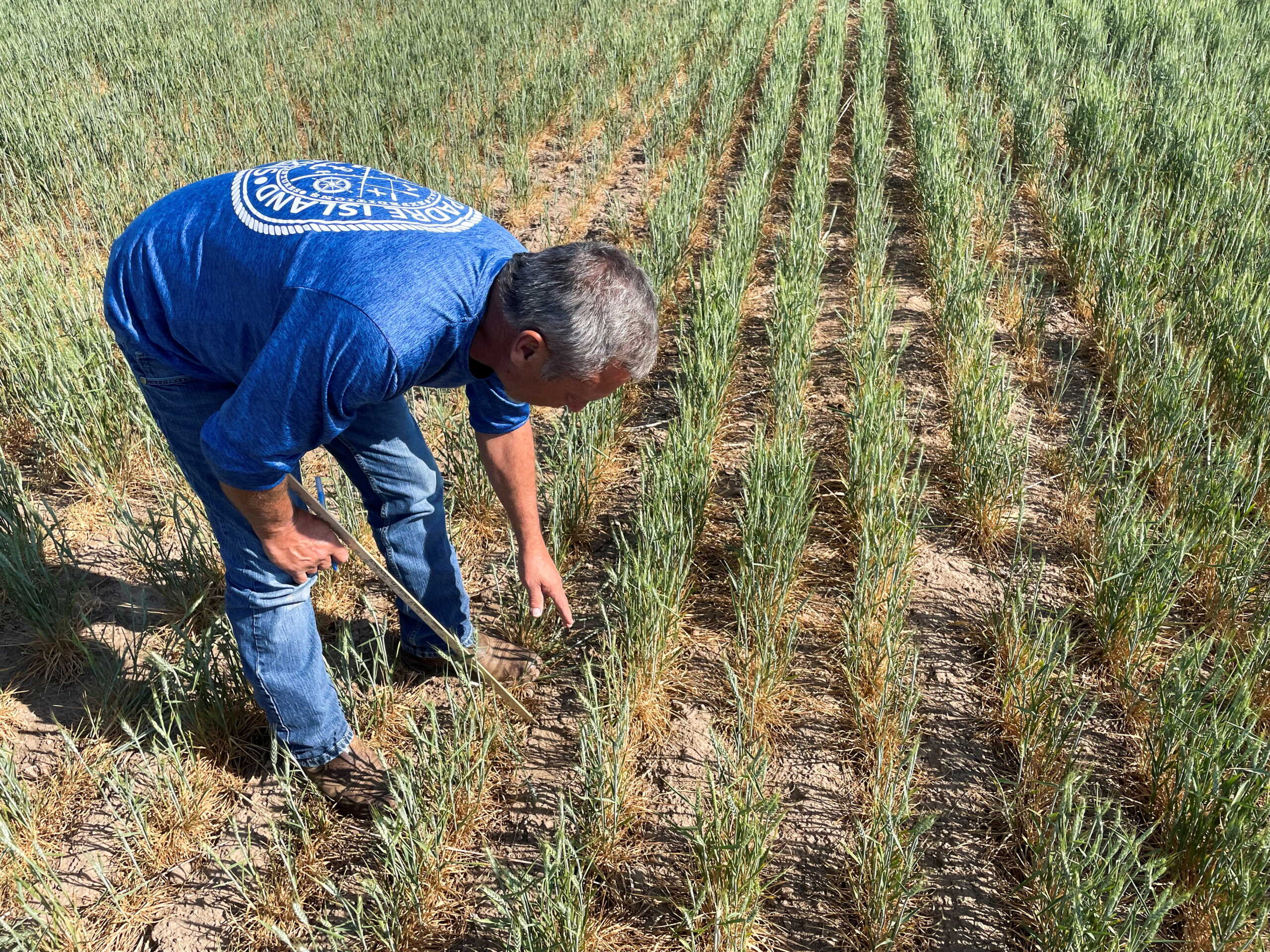 Gary Millershaski, a farmer and scout on the Wheat Quality Council's Kansas wheat tour, inspects winter wheat stunted by drought near Syracuse, Kansas, U.S., May 18, 2022. Picture taken May 18, 2022. REUTERS