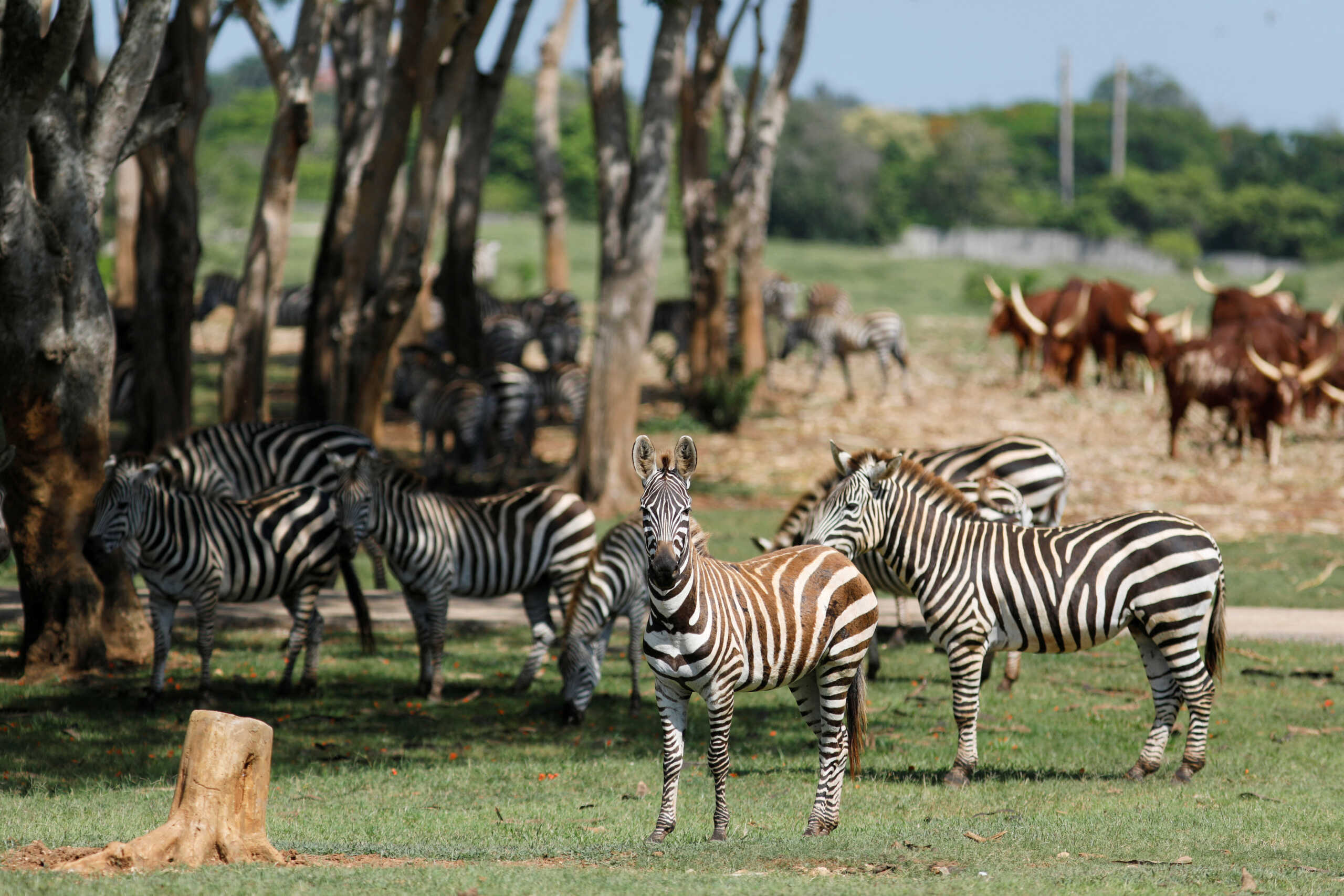Zebras are displayed at the National Zoo in Havana, Cuba, June 24, 2022. REUTERS