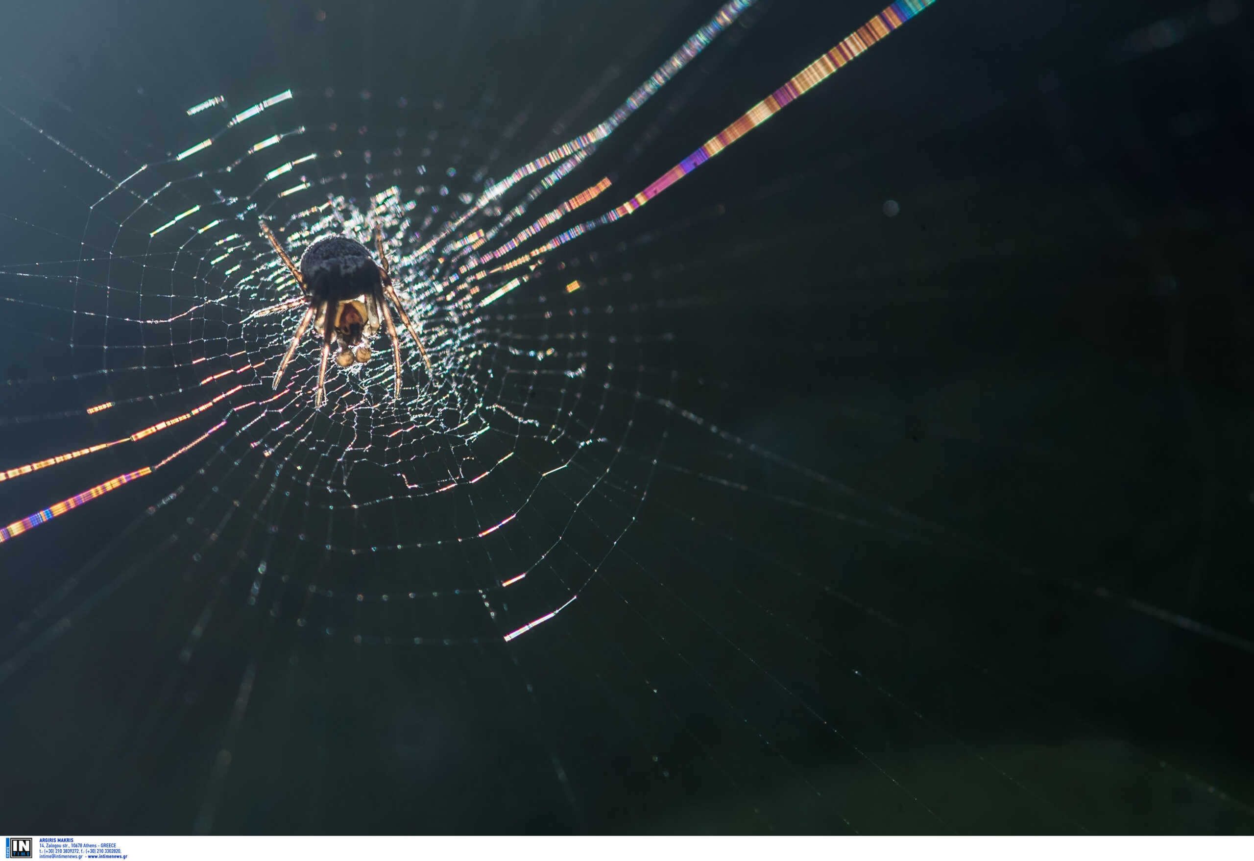Σέρρες: Αράχνη «μαύρη χήρα» τσίμπησε αγρότη – Τι λέει ο γιατρός του
