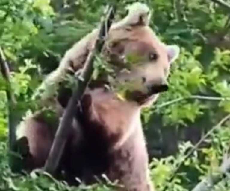 Καστοριά: Αρκούδα με τα αρκουδάκια της έκοβαν βόλτες… στο κέντρο της πόλης