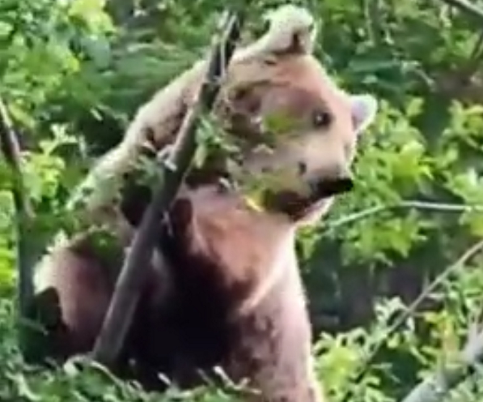 Φλώρινα: Η στιγμή που αρκούδα σκαρφαλώνει σε δέντρο στο Νυμφαίο – Βίντεο από απόσταση αναπνοής