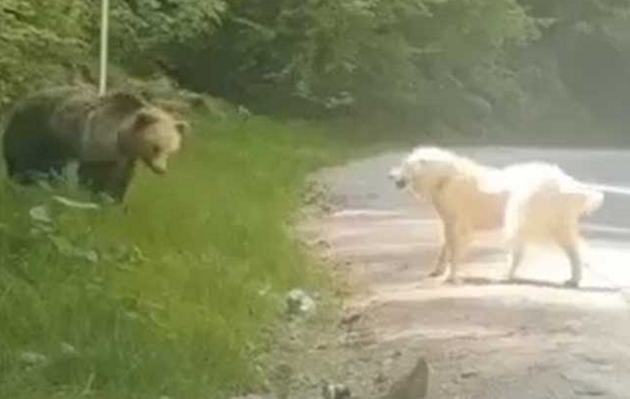 Μέτσοβο: Σκύλος τα βάζει με καφέ αρκούδα και βγαίνει νικητής – Δείτε εν δράσει τον θαρραλέο ποιμενικό