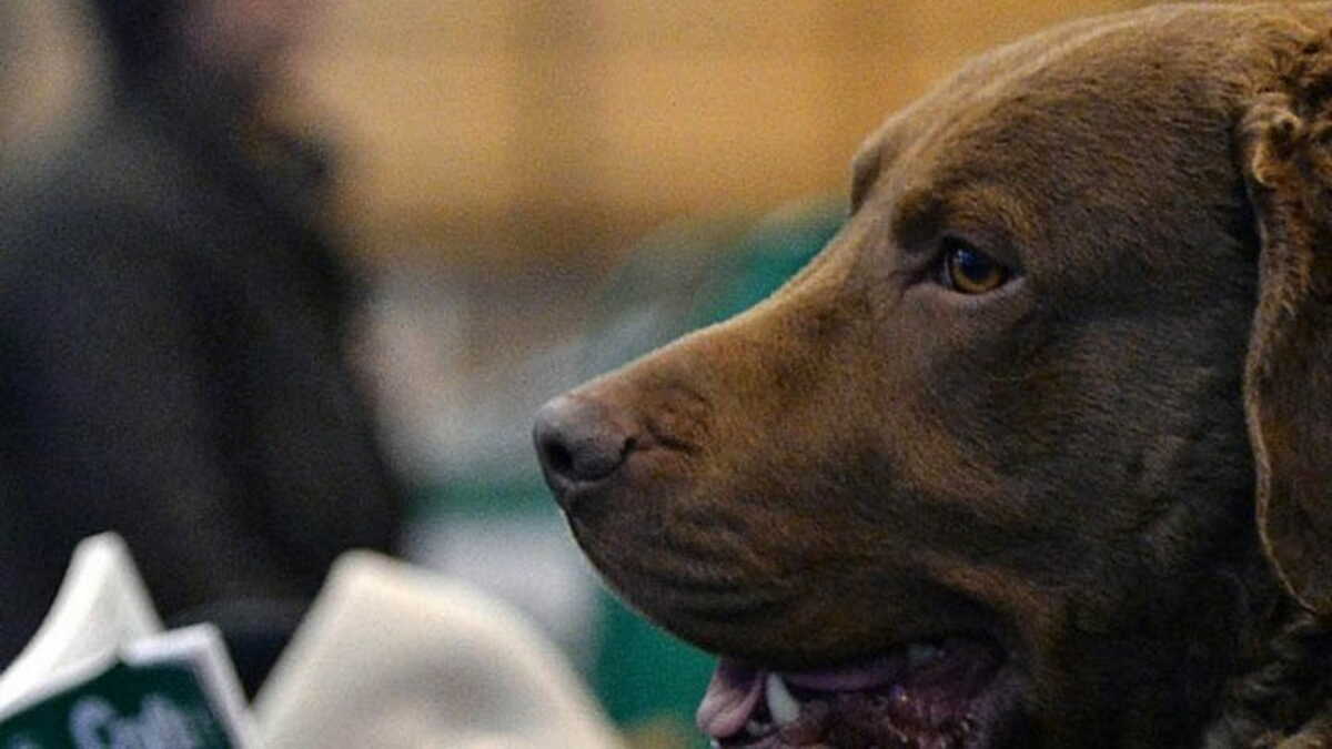 Βόλος: 2.000 αδέσποτα σκυλιά στον Αλμυρό – Νέα επίθεση σε μάνα και παιδί