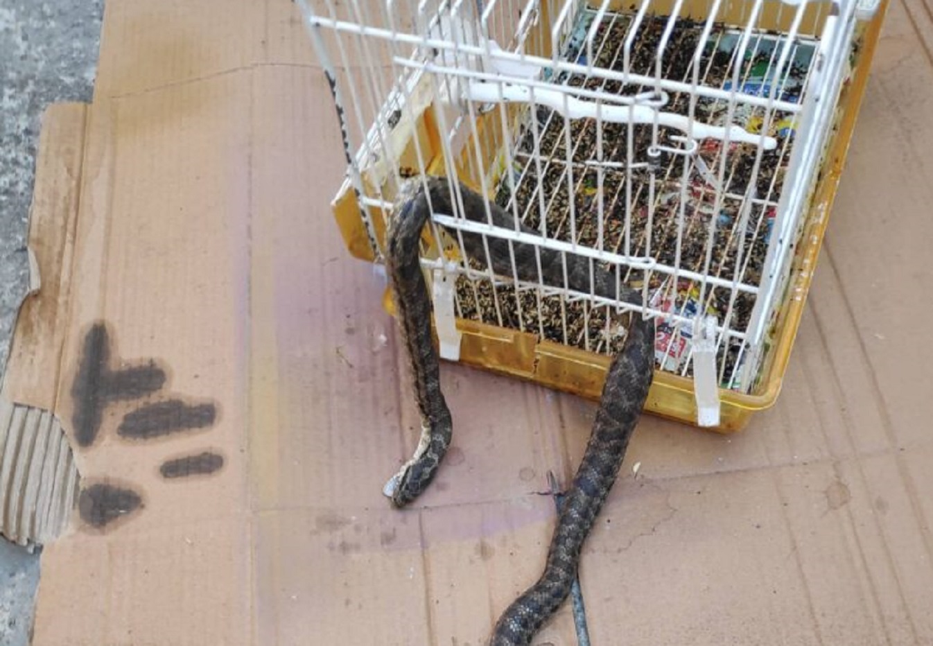 Λάρισα: Φίδι μπήκε σε σπίτι και έφαγε ένα καναρίνι