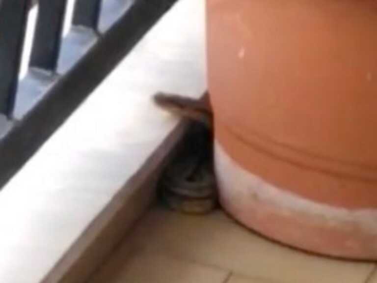 Φάρσαλα: Βγήκε στο μπαλκόνι και είδε μπροστά της αυτό το φίδι – Τι έκανε ο σκύλος του σπιτιού