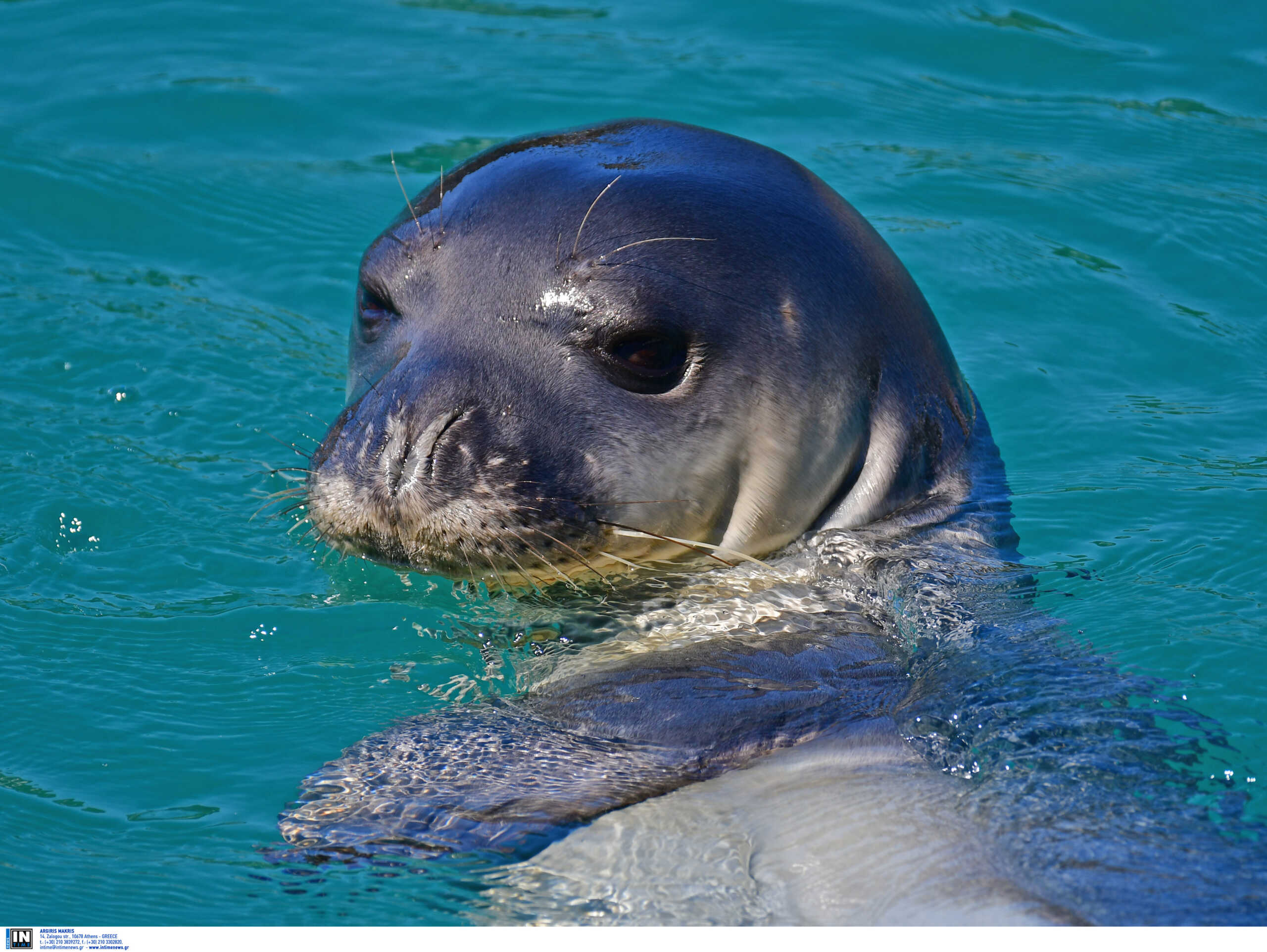 Γυάρος: Στο νησί αναπαράγεται το 12% του παγκόσμιου πληθυσμού της φώκιας Monachus Monachus