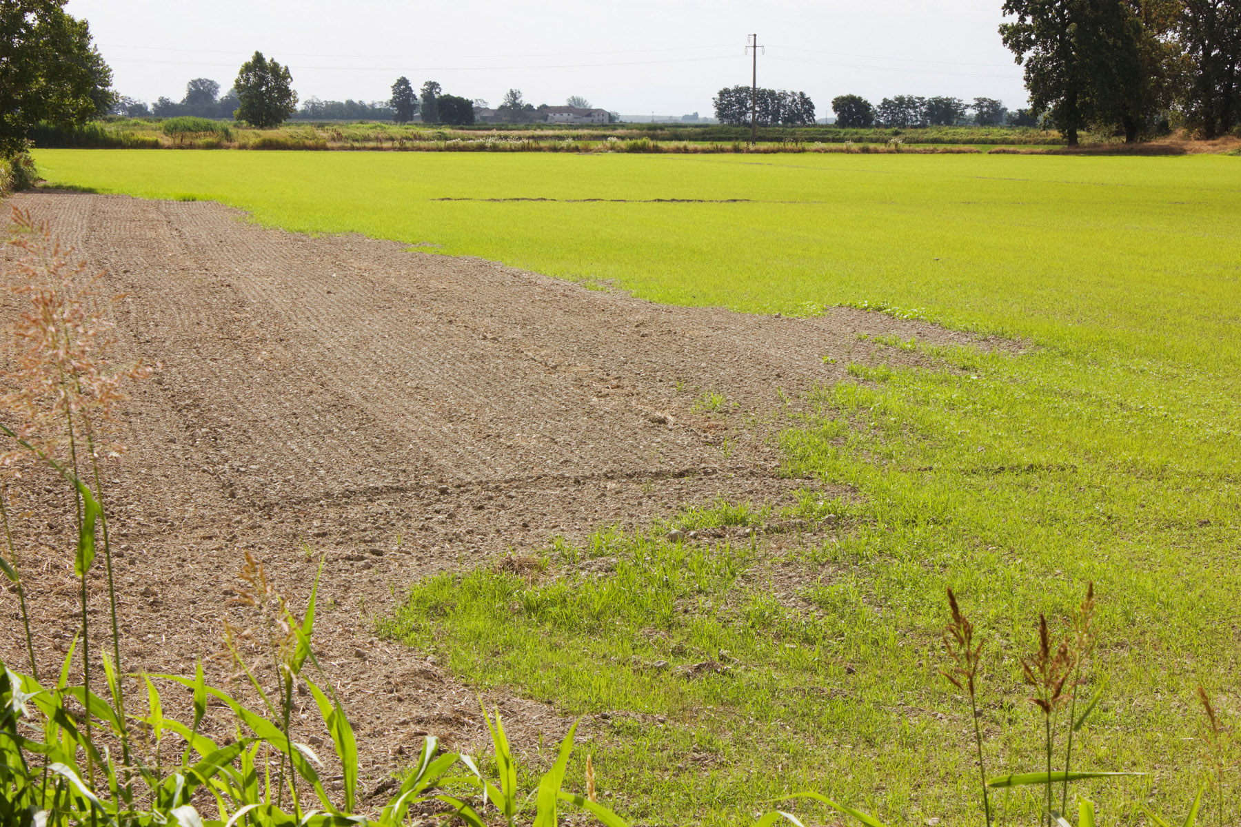 A damaged rice field affected by drought is pictured in Candia Lomellina, Italy June 24, 2022. Picture taken June 24, 2022. REUTERS