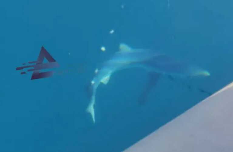 Αιτωλοακαρνανία: Ψαράδες ταϊσαν τον καρχαρία που πλησίασε τη βάρκα τους – Δείτε τις εικόνες που τράβηξαν