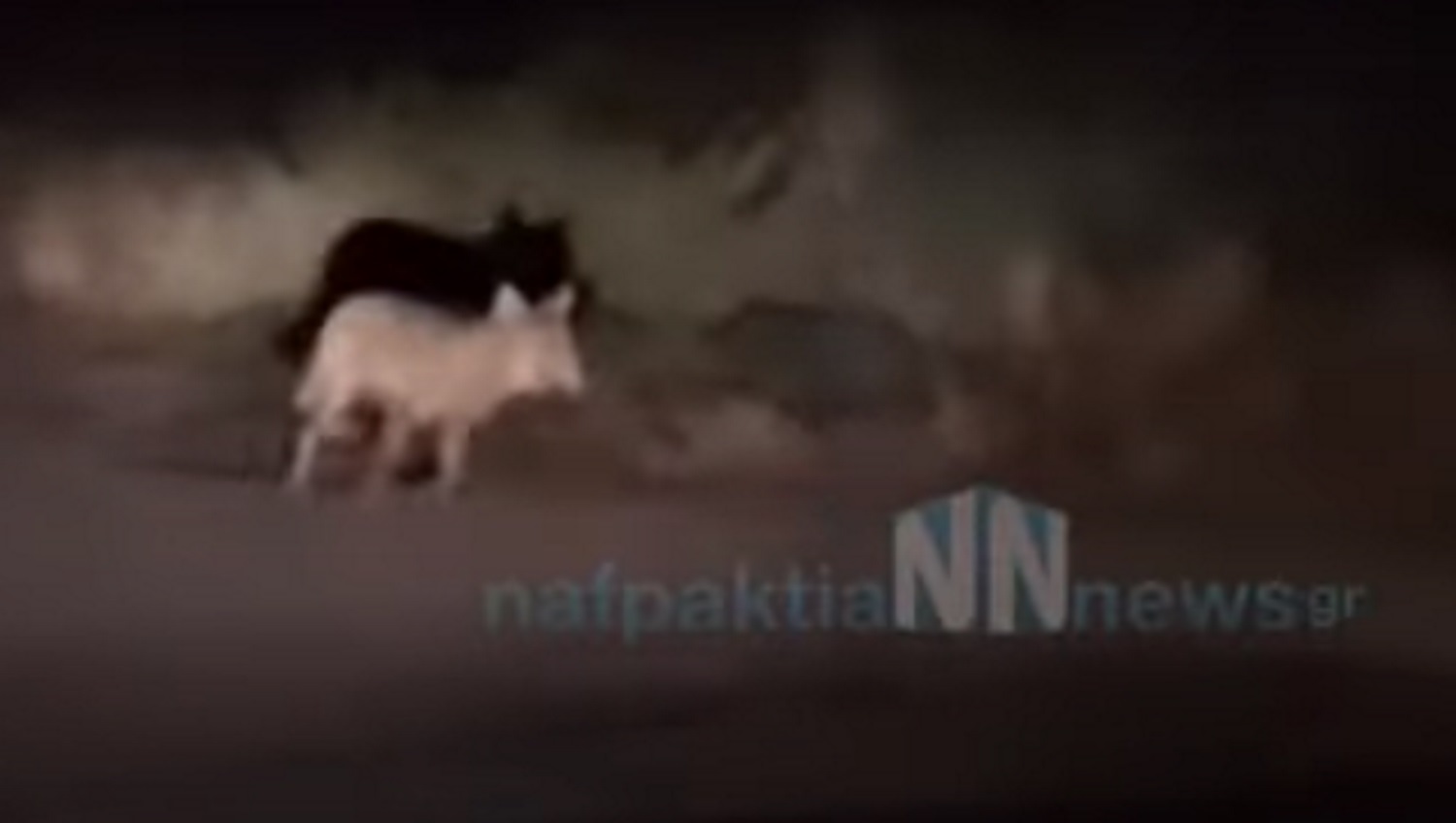 Ναύπακτος: Λύκος κάνει βόλτα ανάμεσα στα σπίτια