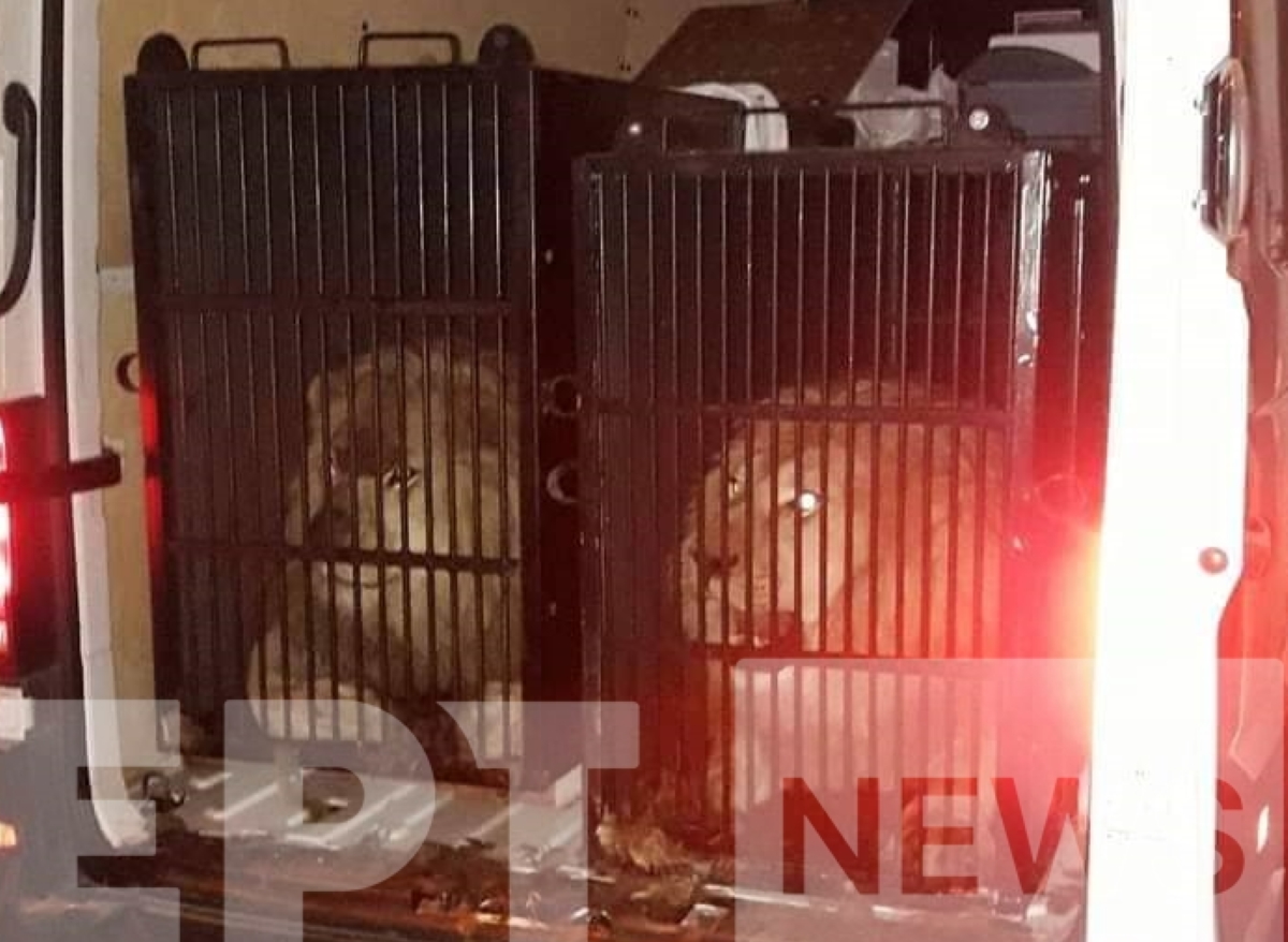 Η ανακοίνωση για άγρια ζώα στα κλουβιά – Προορισμός η Αλβανία και όχι η Ελλάδα