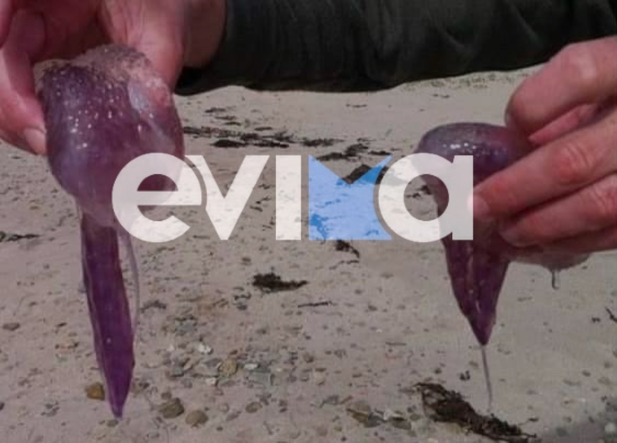 Μωβ μέδουσες εμφανίστηκαν σε παραλία της Εύβοιας